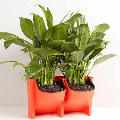 Jardinière Murale - GardenWallPlanter™ - Rouge - Maison Rangement Jardin