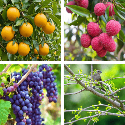 Coupe Branche Télescopique - BranchCutter™ - Deux Roues Rouge - Maison Rangement Jardin