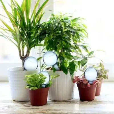 Arrosage goutte à goutte - PlantWaterFeeder™ - Transparent - Maison Rangement Jardin