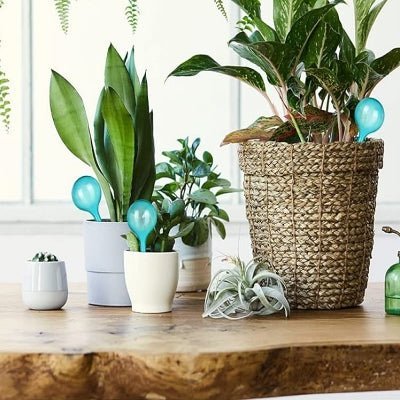 Arrosage goutte à goutte - PlantWaterFeeder™ - Vert - Maison Rangement Jardin